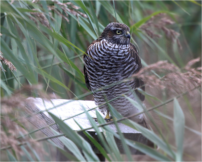 Sparvhök (Accipter nisus) Sparrowhawk vid Getterön, Halland