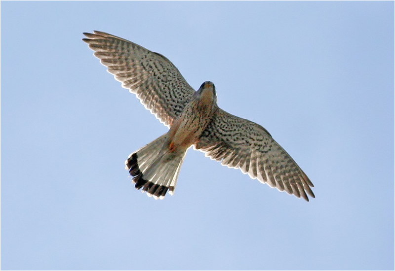 Tornfalk (Falco tinnunculus) Common Kestrel, Torslandaviken