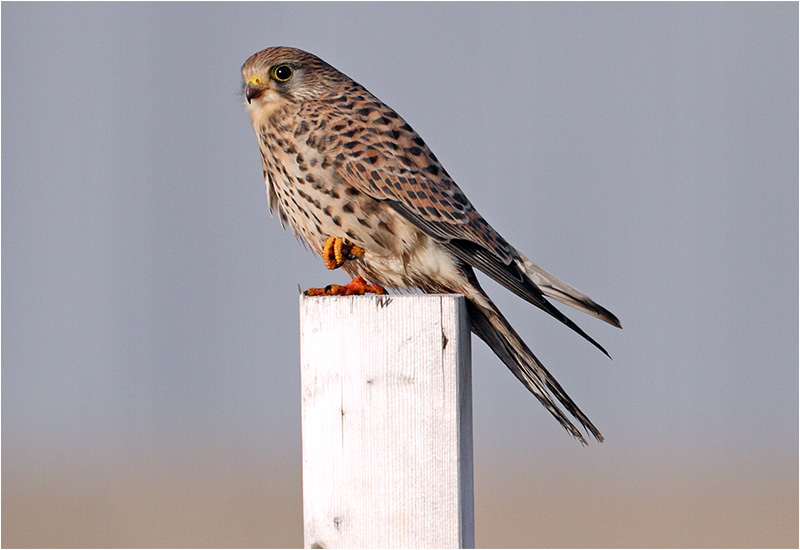 Tornfalk (Falco tinnunculus) Common Kestrel, Ringhals, Halland