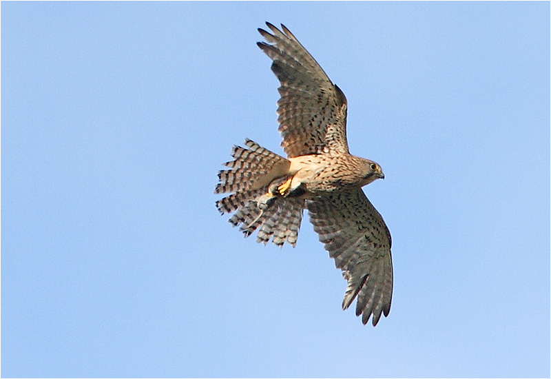 Tornfalk (Falco tinnunculus) Common Kestrel, Gävunda, Dalarna