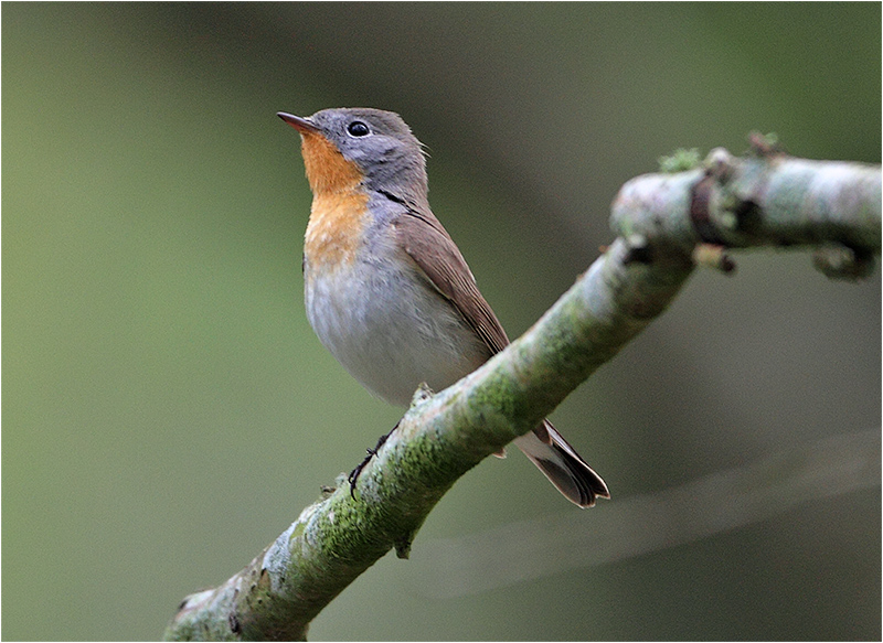 Mindre flugsnappare (Red-breasted Flycatcher), Norra Lunden, Ottenby
