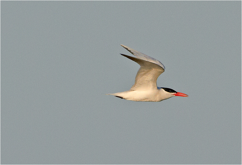 Skräntärna (Caspian Tern), Södra Udden, Öland
