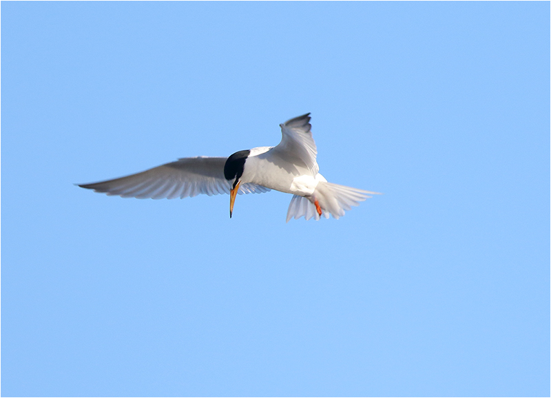 Småtärna (Little Tern), Ölands Södra Udde, Öland