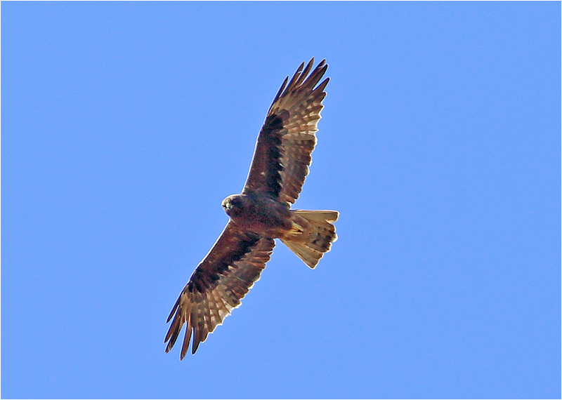 Dvärgörn (Booted Eagle), väster om Pollenca, Mallorca, Spanien