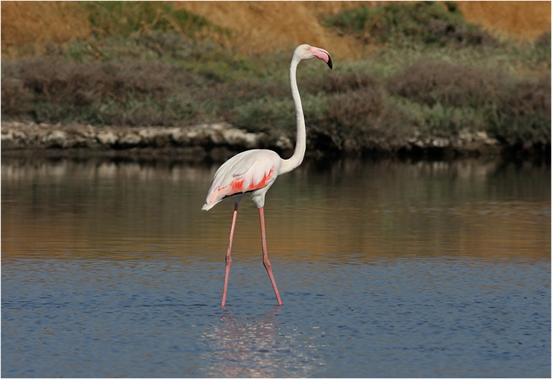 Flamingo, Kalloni Saltpan, Lesbos, Grekland