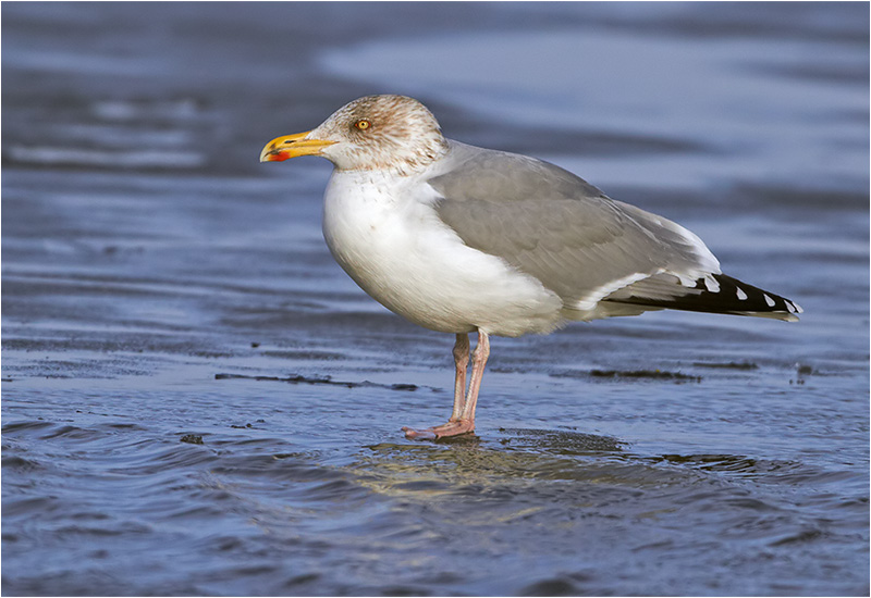 Gråtrut (Herring Gull), Bua Hamn, Halland