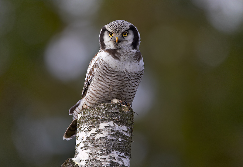 Hökuggla (Northern Hawk Owl), Öjersbo, Älvsåker, Halland