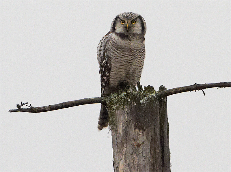 Hökuggla (Northern Hawk Owl), Mossbodarna, Borlänge