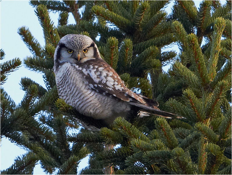 Hökuggla (Northern Hawk Owl), Gunnestorps mosse, Hisingsparken