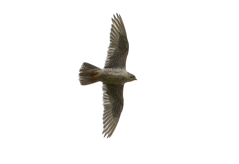 Jaktfalk (Gyr Falcon), Njupeskär, Dalarna