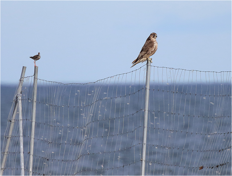 Jaktfalk (Gyr Falcon), Ölands Södra Udde, Öland