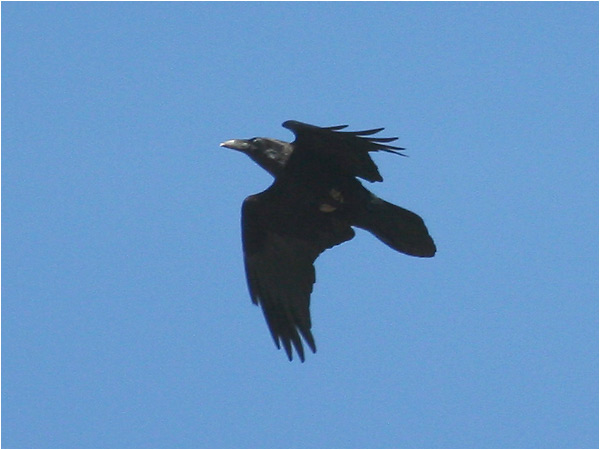 Korp (Raven), Gelleråsen, norr om Karlskoga, Värmland