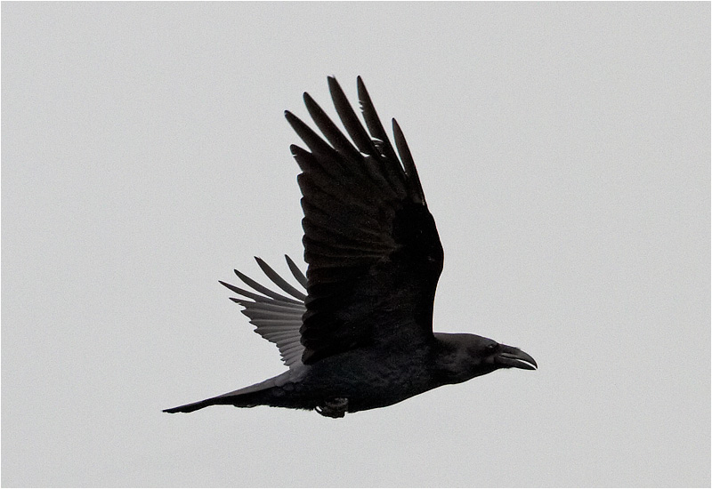 Korp (Raven), Vallda Sandö, Halland