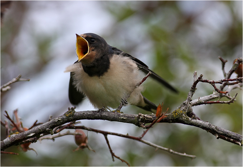 Ladusvala (Barn Swallow), Stora Amundö, söder om Göteborg