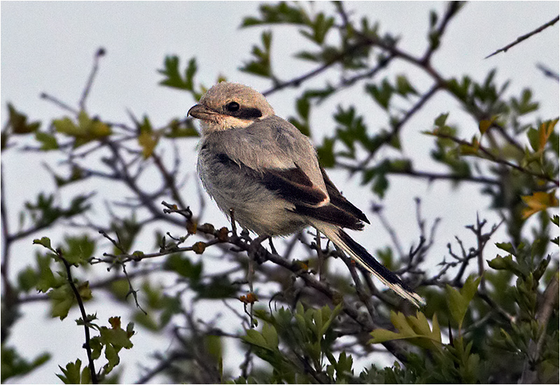 Ökenvarfågel (Southern Grey Shrike), Bondängen, Ottenby, Öland