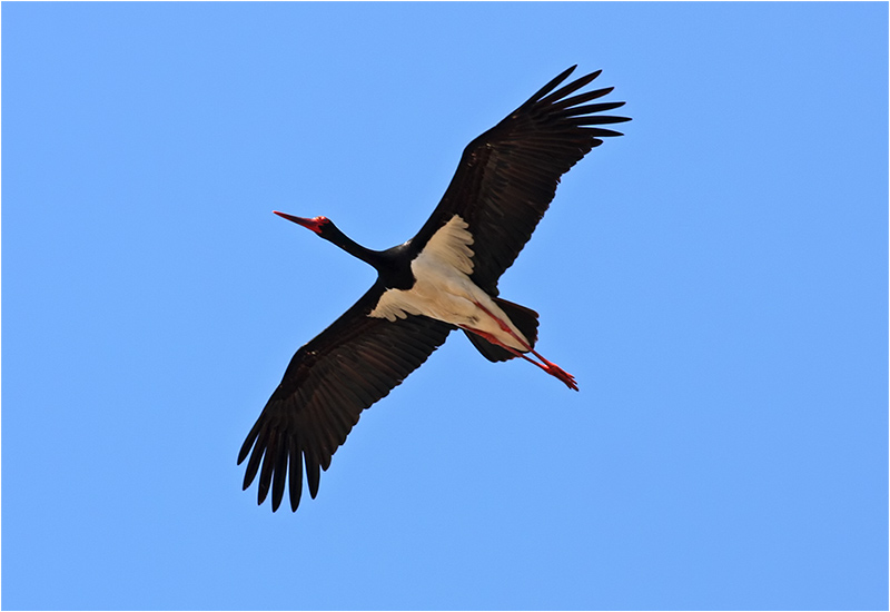 Svart stork (Black Stork), Kalloniområdet, Lesbos, Grekland
