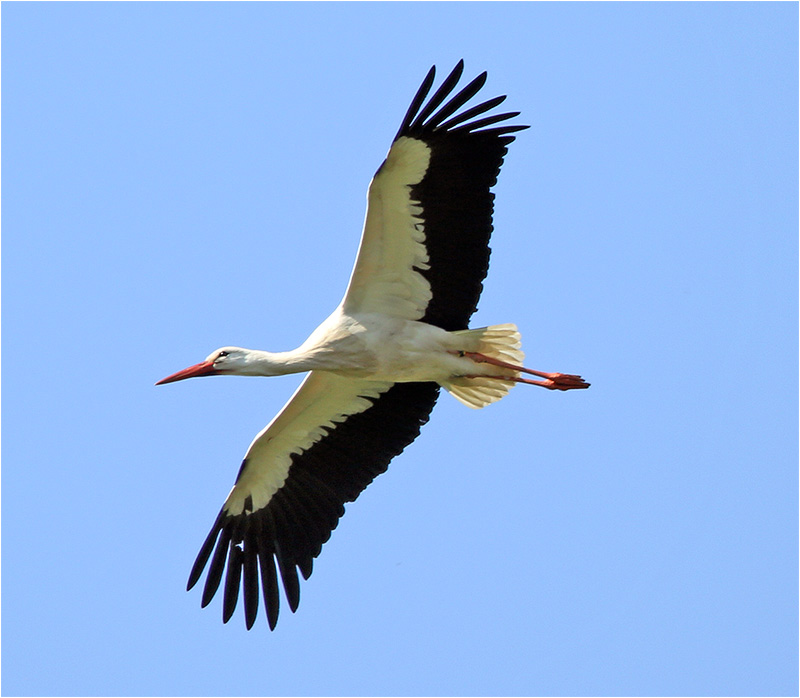Vit stork (White Stork), Fulltofta, Skåne