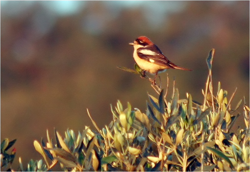 Rödhuvad törnskata (Woodchat Shrike), Rethymnon, Kreta