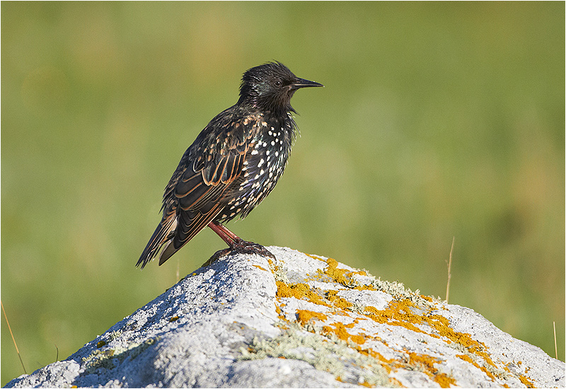 Stare (Common Starling), Fyrvägen, Ottenby, södra Öland