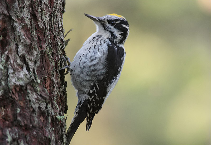 Tretåig hackspett (Three-toed Woodpecker), Klippans naturreservat, Hindås, Västergötland
