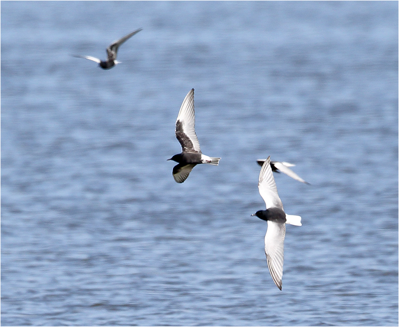 Vitvingad tärna (White-winged Tern), Getteröns naturreservat, Halland