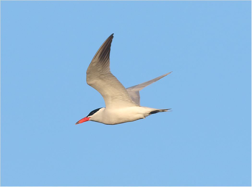Skräntärna (Caspian Tern) vid Ölands Södra Udde