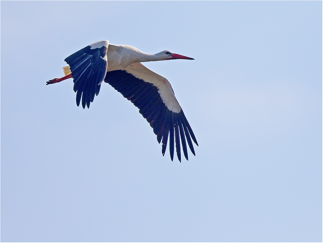 Vit stork (White stork) norr om Össby, Öland