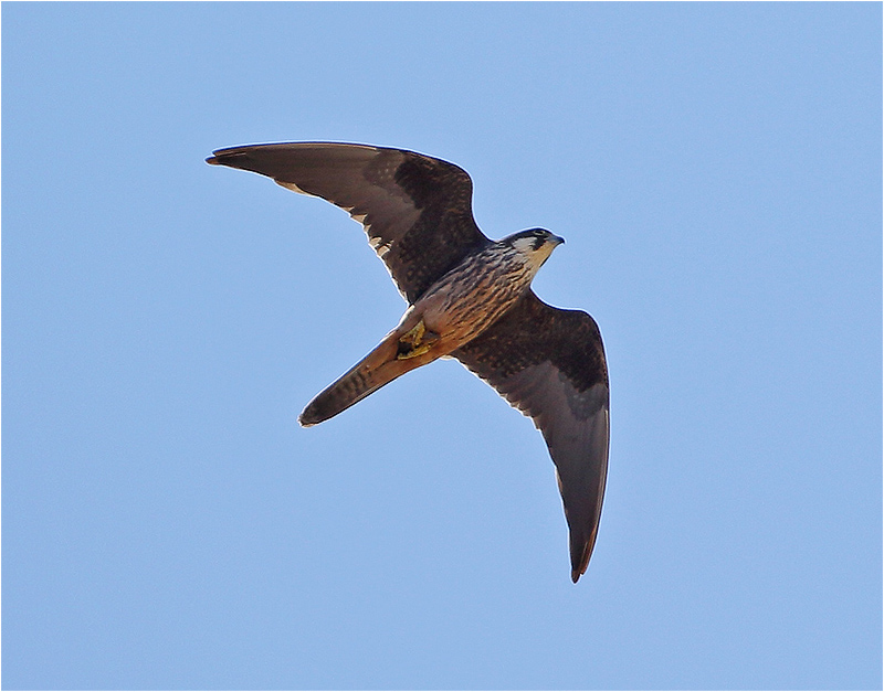 Eleonorafalk (Falco eleonorae) Eleonora's falcon, Cap Formentor, Mallorca