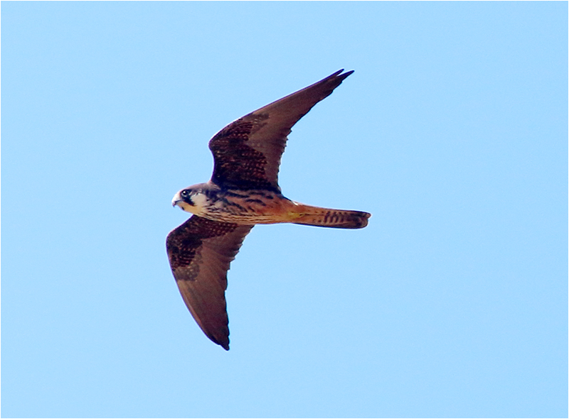 Eleonorafalk (Falco eleonorae) Eleonora's falcon, Cap Formentor, Mallorca