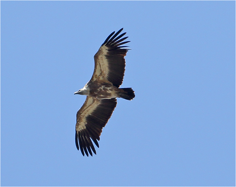 Gåsgam (Gyps Fulvus) Griffon Vulture Escorca, Mallorca