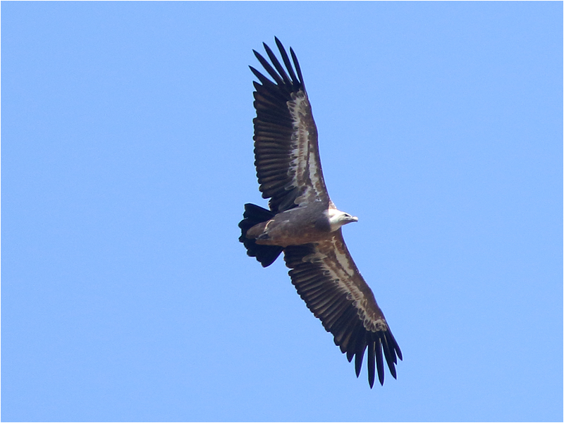 Gåsgam (Gyps Fulvus) Griffon Vulture Tramuntanabergen, Mallorca