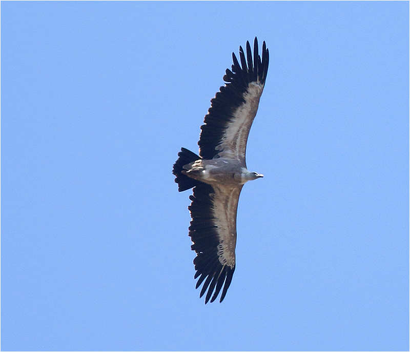 Gåsgam (Gyps Fulvus) Griffon Vulture Tramuntanabergen, Mallorca