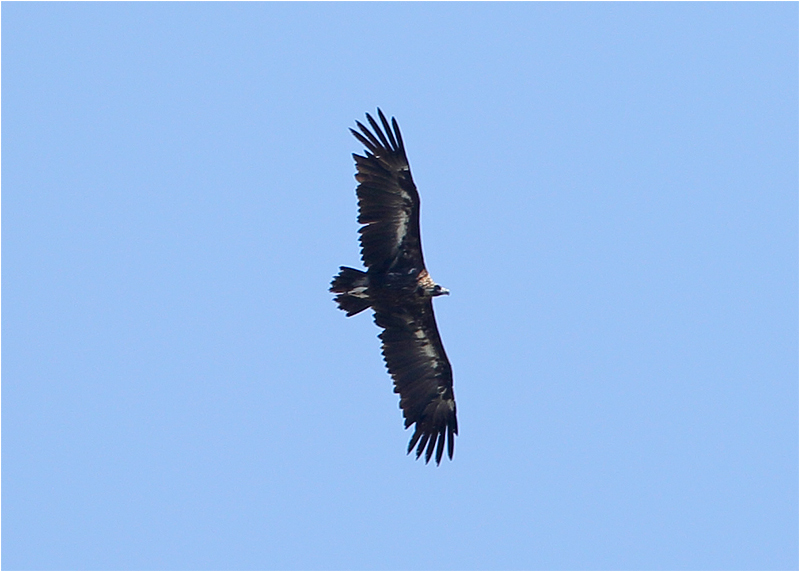 Grågam (Aegypius monachus) Black Vulture, Pantà de Gorg Blau, Mallorca