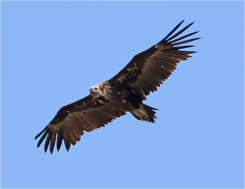 Grågam (Aegypius monachus) Black Vulture, väster om Pollenca, Mallorca
