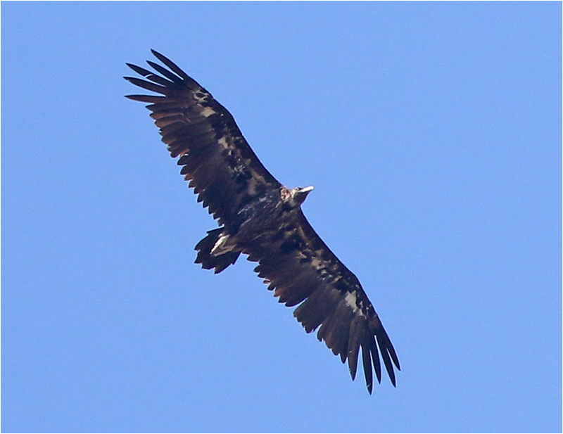 Grågam (Aegypius monachus) Black Vulture, väster om Pollenca, Mallorca, Spanien