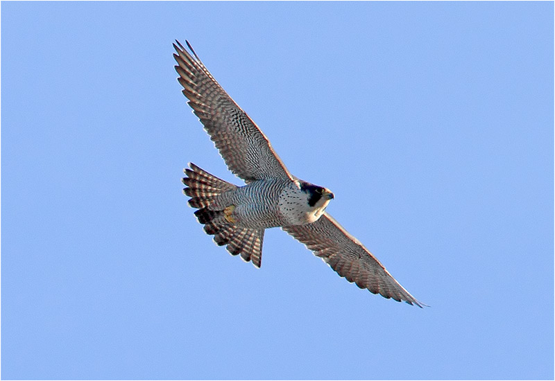Pilgrimsfalk (Falco peregrinus) Peregrine Falcon vid Gasklockan i Göteborg