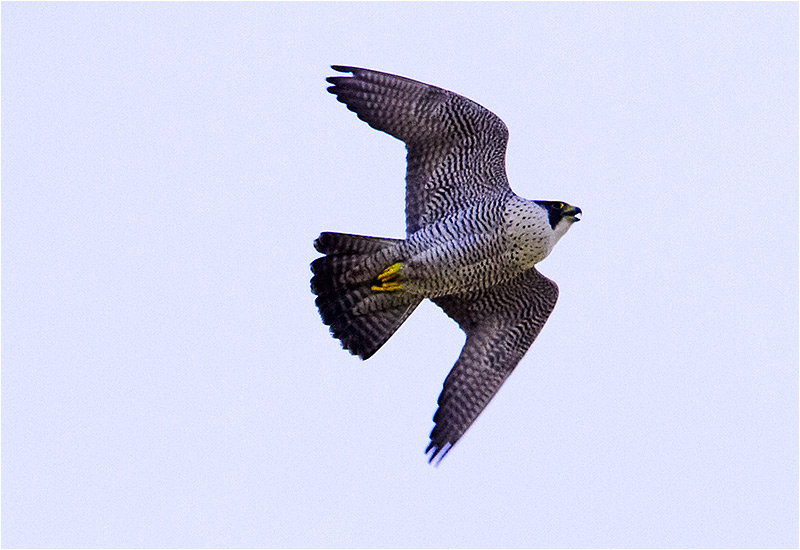 Pilgrimsfalk (Falco peregrinus) Peregrine Falcon vid Gasklockan i Göteborg