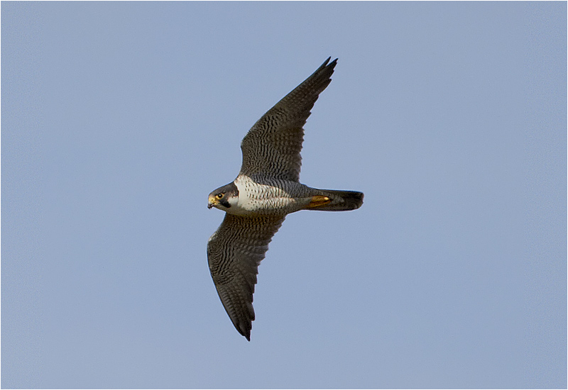 Pilgrimsfalk (Falco peregrinus) Peregrine Falcon vid Kolabacken, Falsterbo