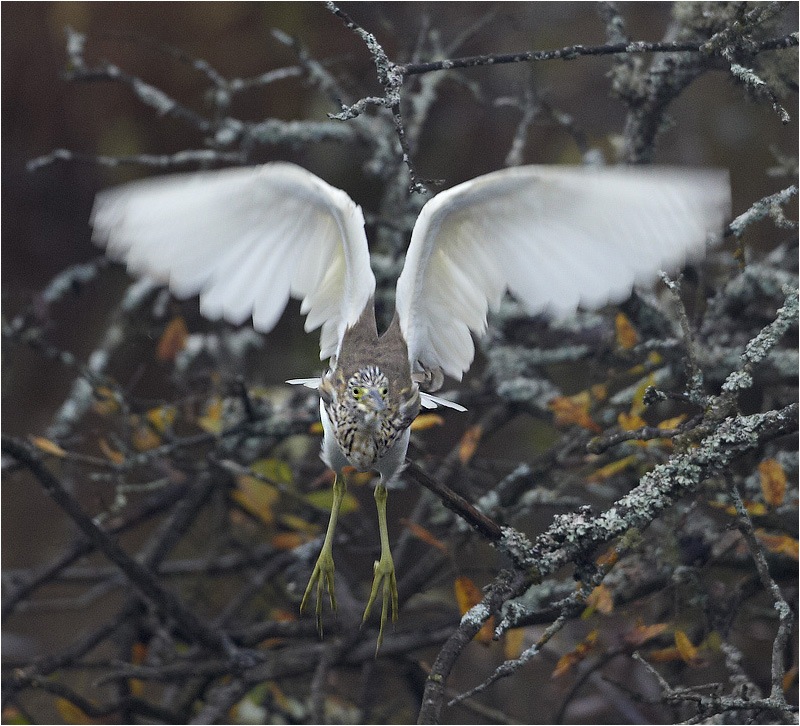 Rallhäger (Squacco Heron), Rocksjön, Jönköping