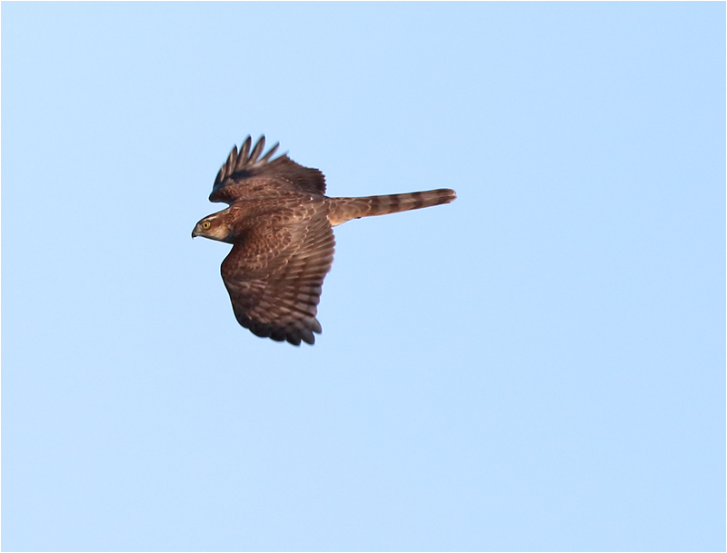 Sparvhök (Accipter nisus) Sparrowhawk vid Ölands Södra Udde