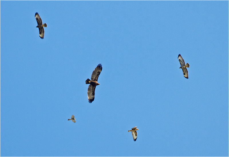 Större skrikörn (Greater Spotted Eagle), Kolabacken, Falsterbo