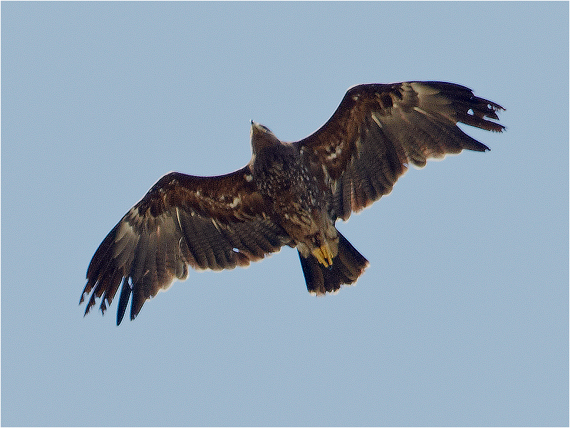 Större skrikörn (Greater Spotted Eagle), Södra Bårby, Öland