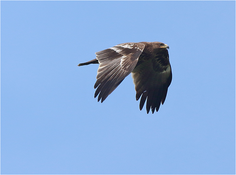 Större skrikörn (Greater Spotted Eagle), Triberga, Öland