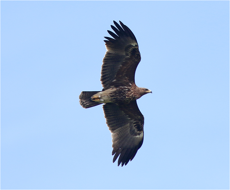 Större skrikörn (Greater Spotted Eagle), Triberga, Öland