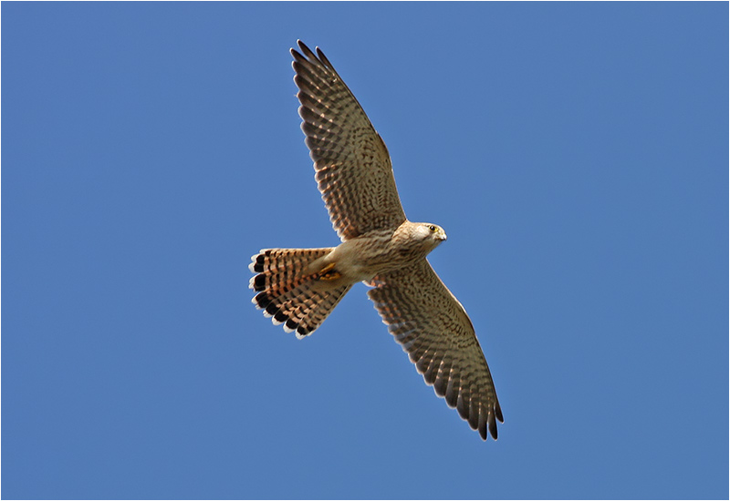 Tornfalk (Falco tinnunculus) Common Kestrel, Ljungens Camping, Falsterbo
