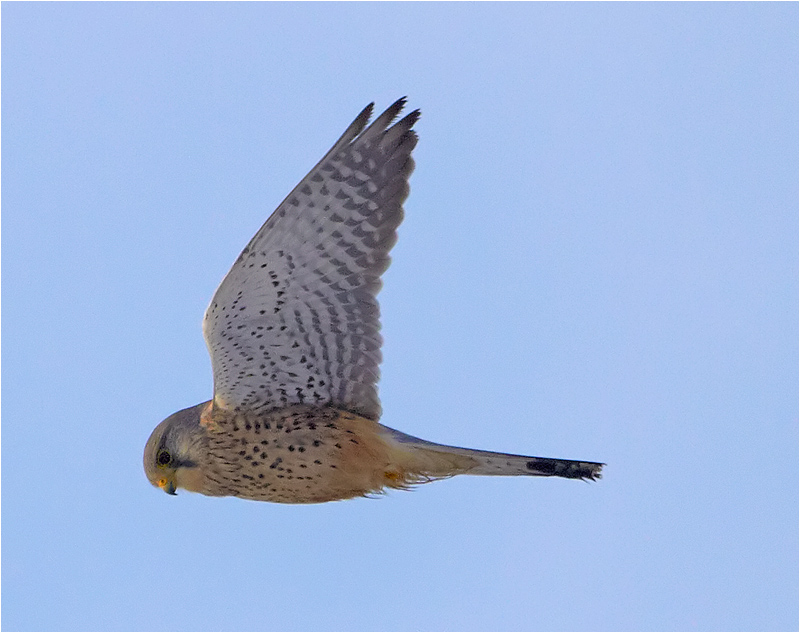 Tornfalk (Falco tinnunculus) Common Kestrel, Morups Tånge, Halland