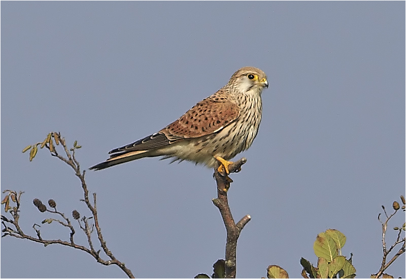 Tornfalk (Falco tinnunculus) Common Kestrel, Kolabacken, Falsterbo