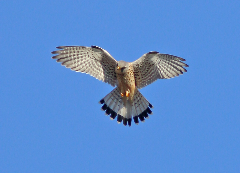 Tornfalk (Falco tinnunculus) Common Kestrel, Munkagårdsfloen, Halland