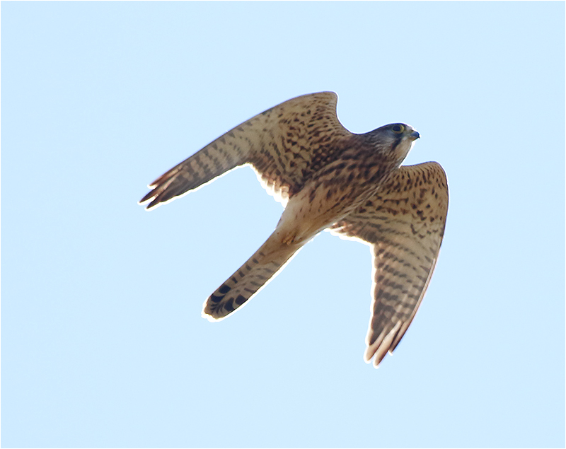 Tornfalk (Falco tinnunculus) Common Kestrel, Fyrvägen, Ottenby, Öland