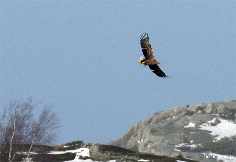 Havsörn (White-tailed Eagle), Killingholmen, söder Göteborg